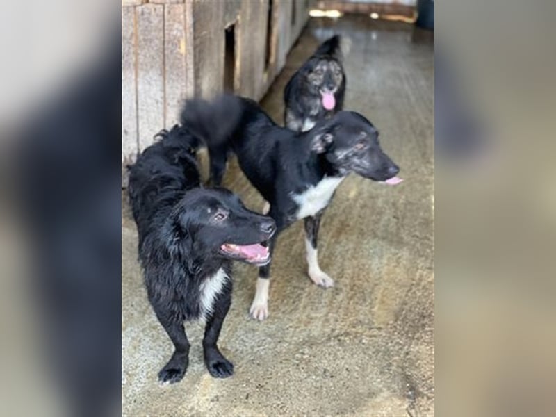 Cami, unsere flotte Biene sucht aktives Zuhause