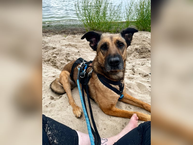 schüchterne TILDA sucht geduldiges, ländliches Zuhause