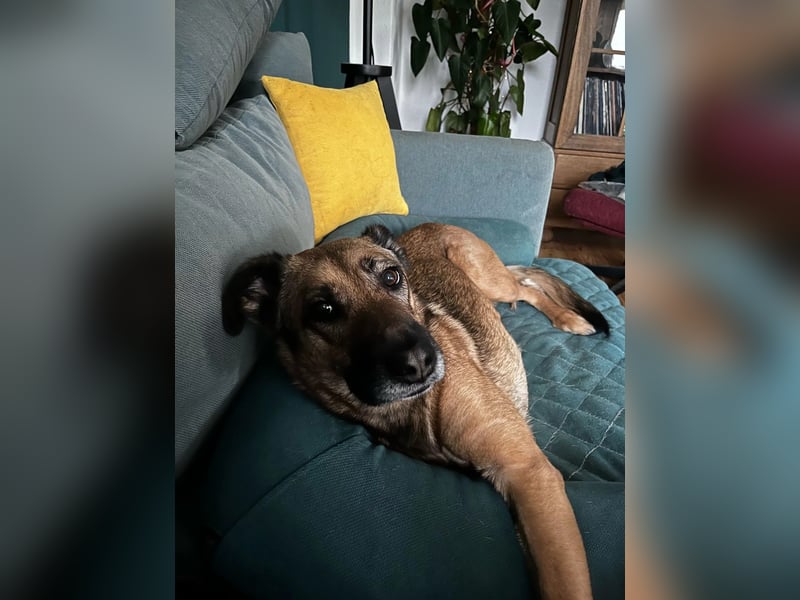 schüchterne TILDA sucht geduldiges, ländliches Zuhause