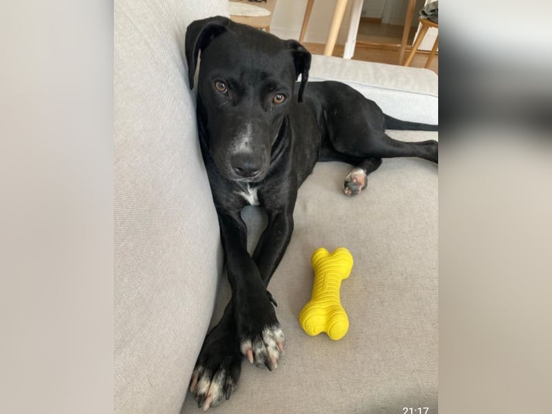 Dolly, a.d.Tierschutz, sucht Happy-Home