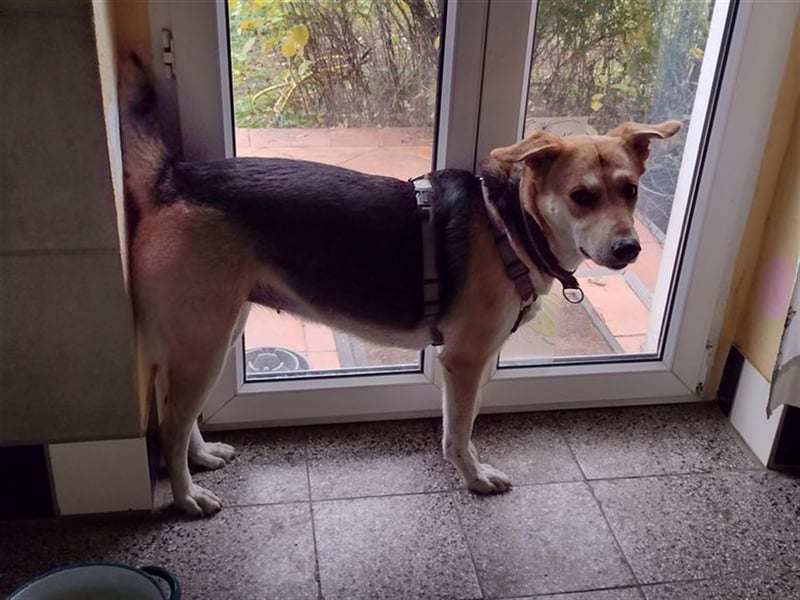 Bailey - für Hundekenner