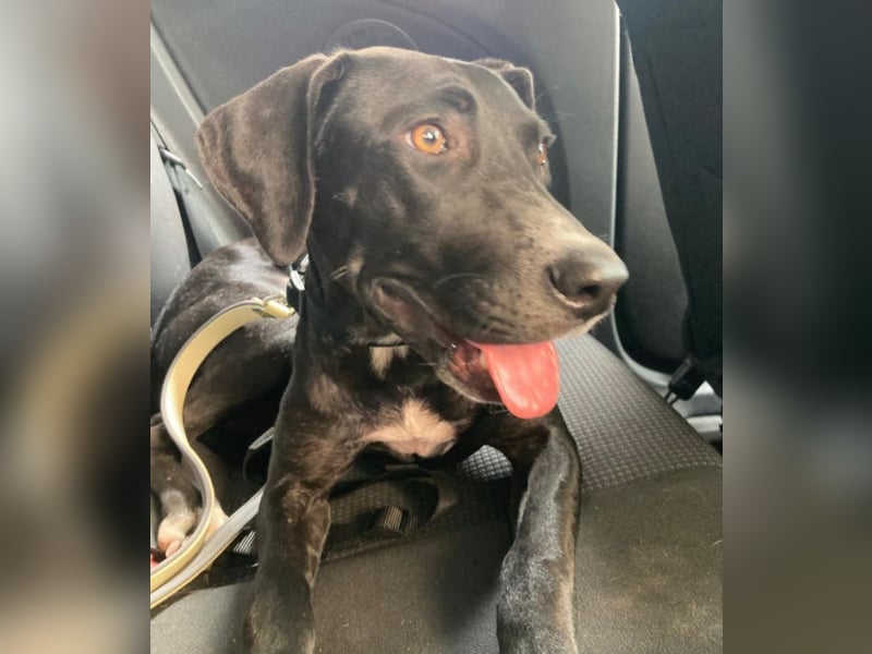 Dolly, a.d.Tierschutz, sucht Happy-Home