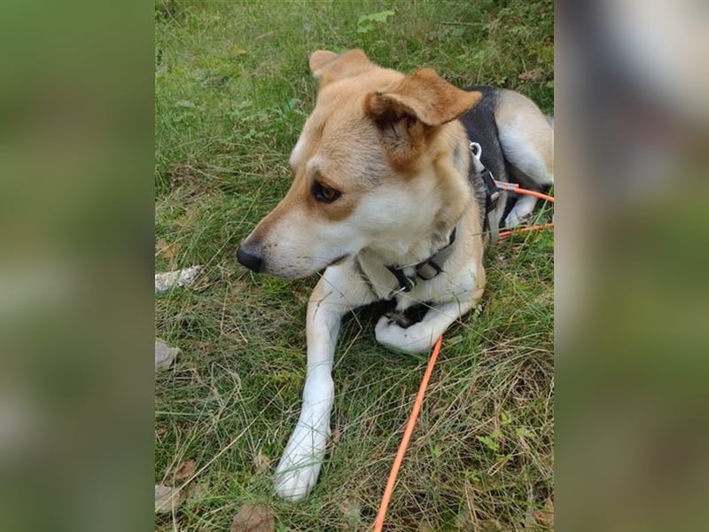 Bailey - für Hundekenner