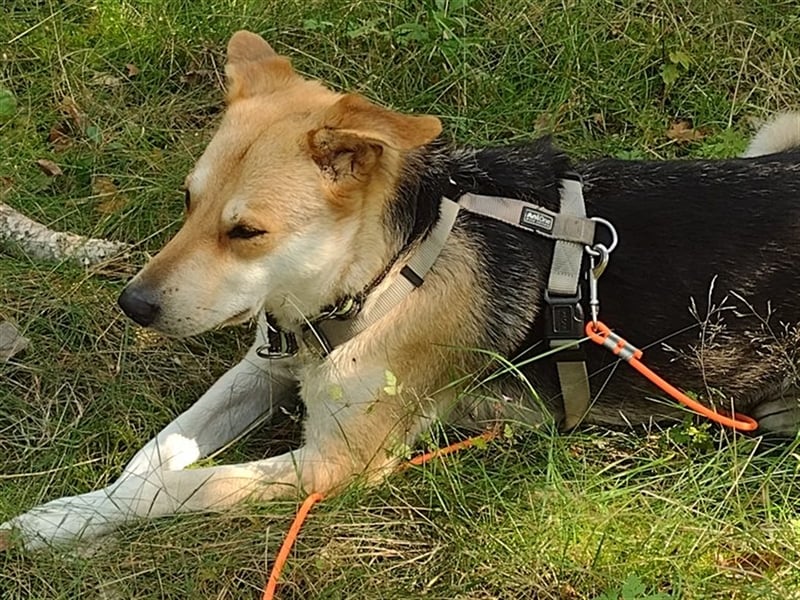 Bailey - für Hundekenner