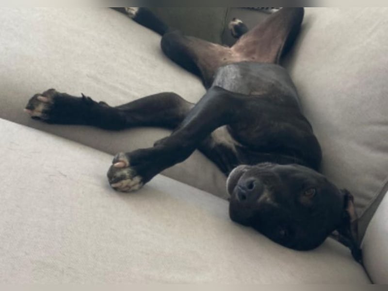 Dolly, a.d.Tierschutz, sucht Happy-Home