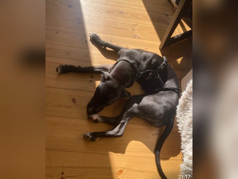 Dolly, a.d.Tierschutz, sucht Happy-Home