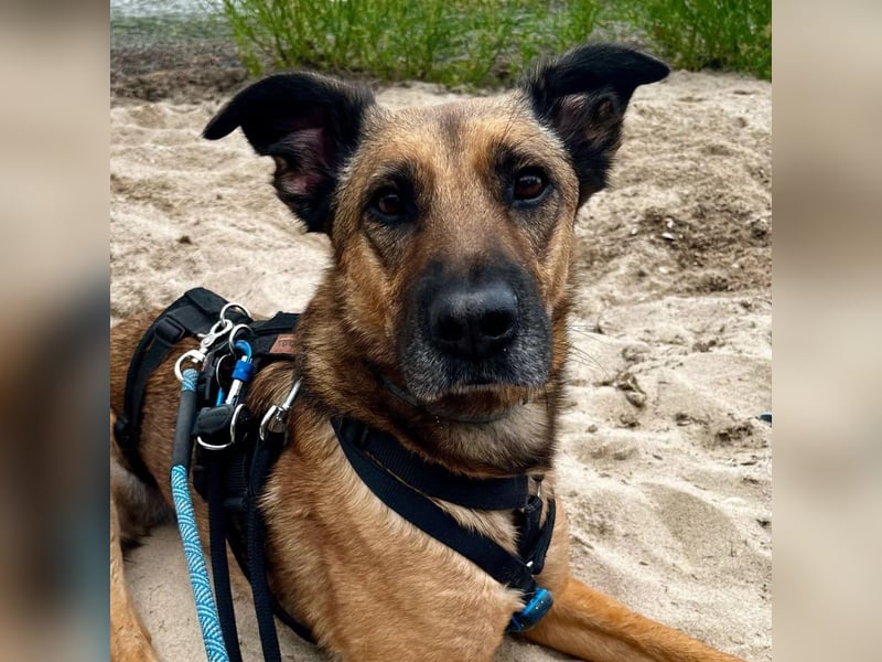 schüchterne TILDA sucht geduldiges, ländliches Zuhause
