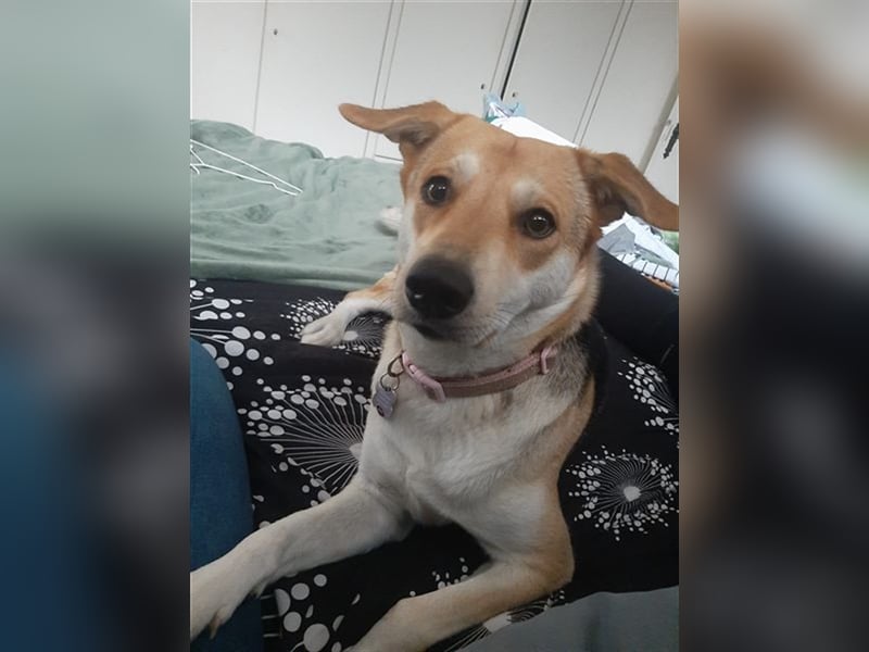 Bailey - für Hundekenner