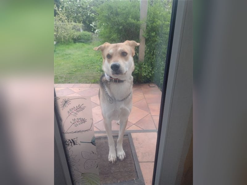 Bailey - für Hundekenner