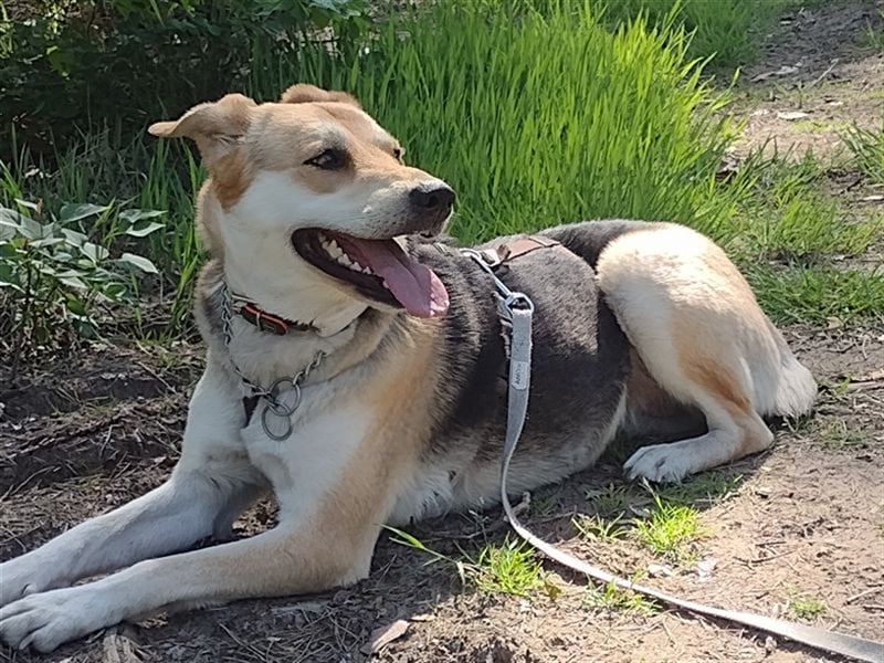 Bailey - für Hundekenner