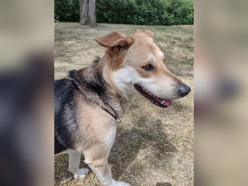 Bailey - für Hundekenner