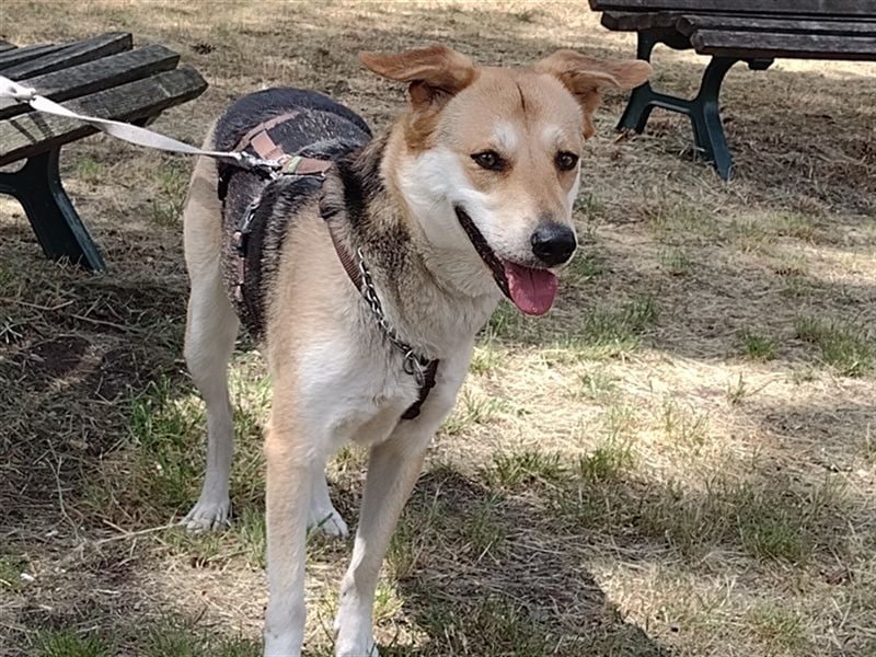 Bailey - für Hundekenner