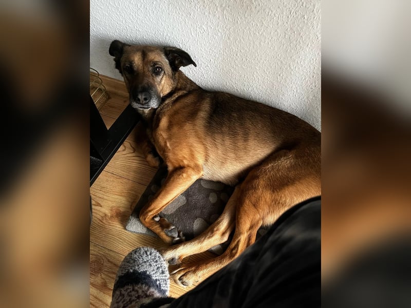 schüchterne TILDA sucht geduldiges, ländliches Zuhause
