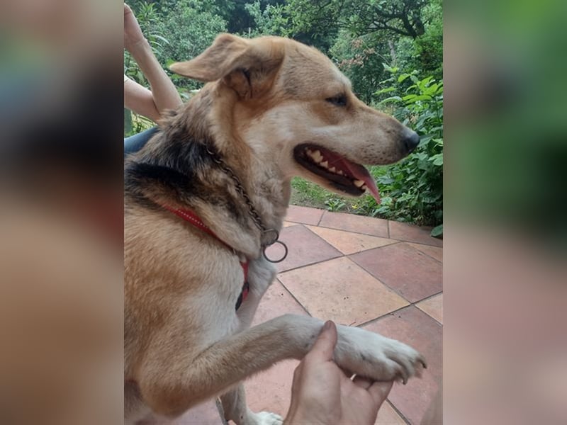 Bailey - für Hundekenner