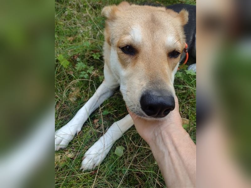 Bailey - für Hundekenner