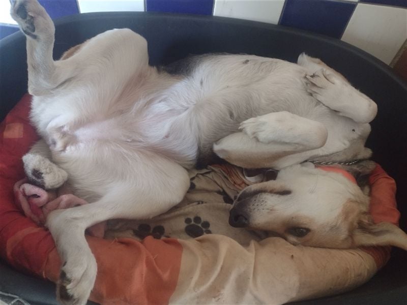 Bailey - für Hundekenner