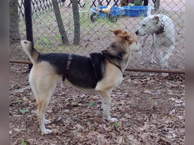 Bailey - für Hundekenner