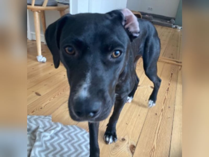 Dolly, a.d.Tierschutz, sucht Happy-Home