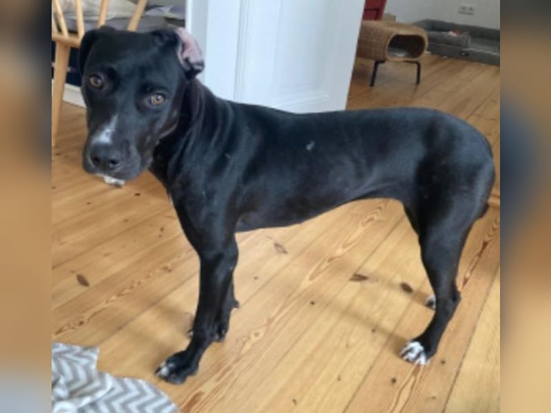 Dolly, a.d.Tierschutz, sucht Happy-Home