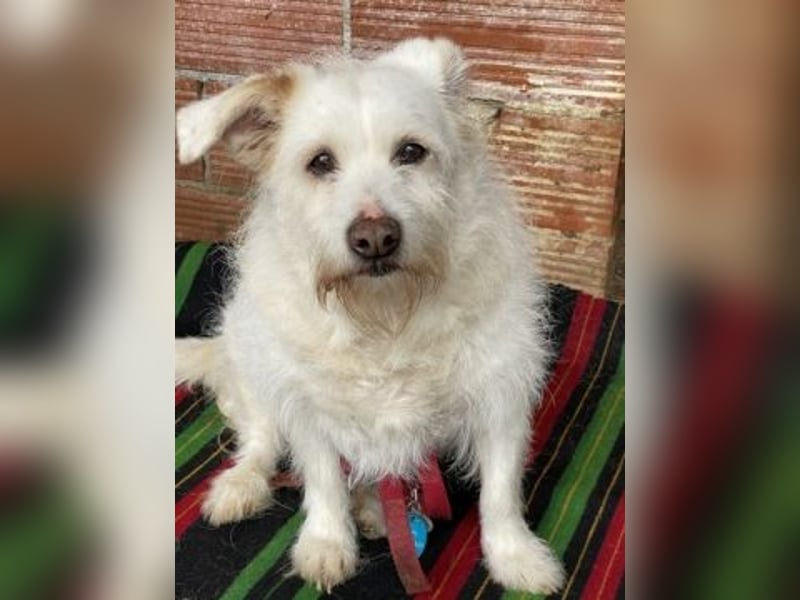 die liebe Poppy wartet in 90518 Altdorf