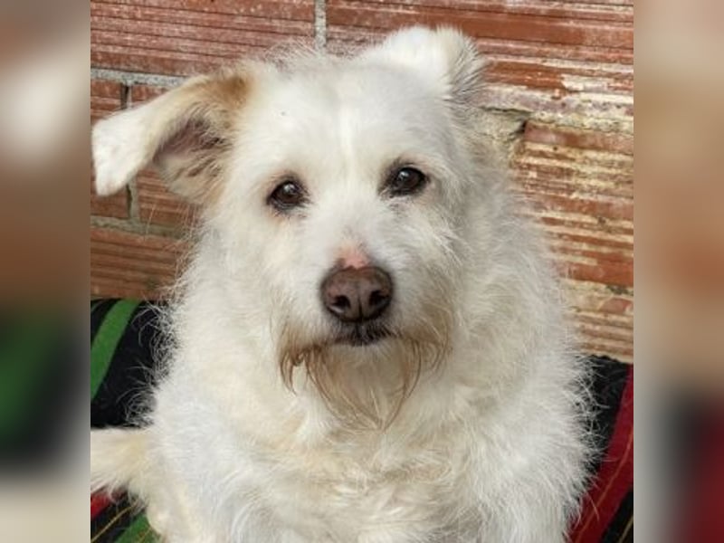 die liebe Poppy wartet in 90518 Altdorf