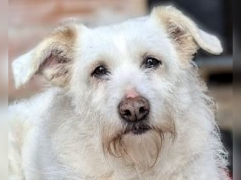die liebe Poppy wartet in 90518 Altdorf