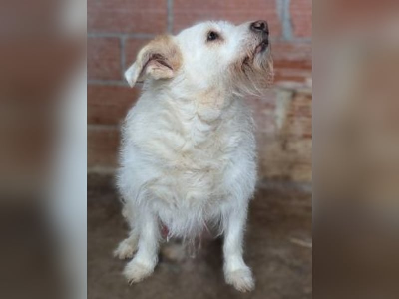 die liebe Poppy wartet in 90518 Altdorf