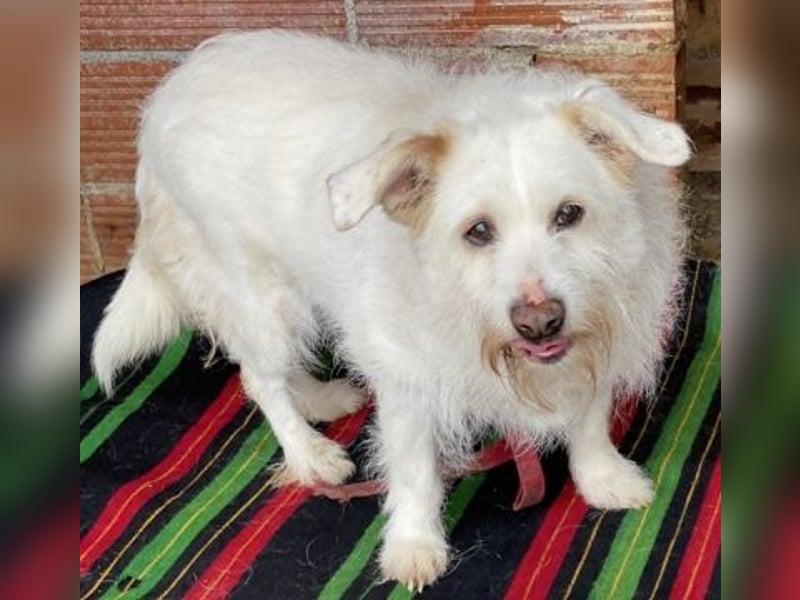 die liebe Poppy wartet in 90518 Altdorf