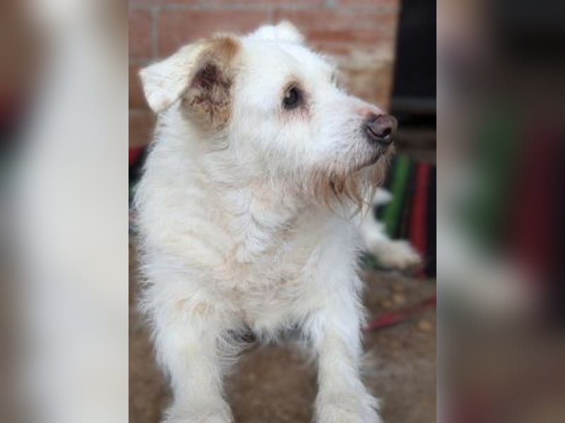 die liebe Poppy wartet in 90518 Altdorf