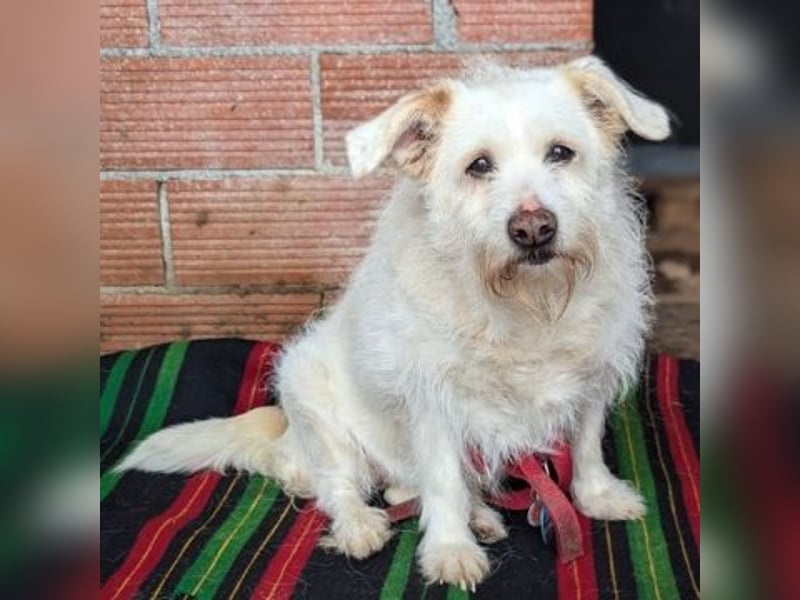 die liebe Poppy wartet in 90518 Altdorf