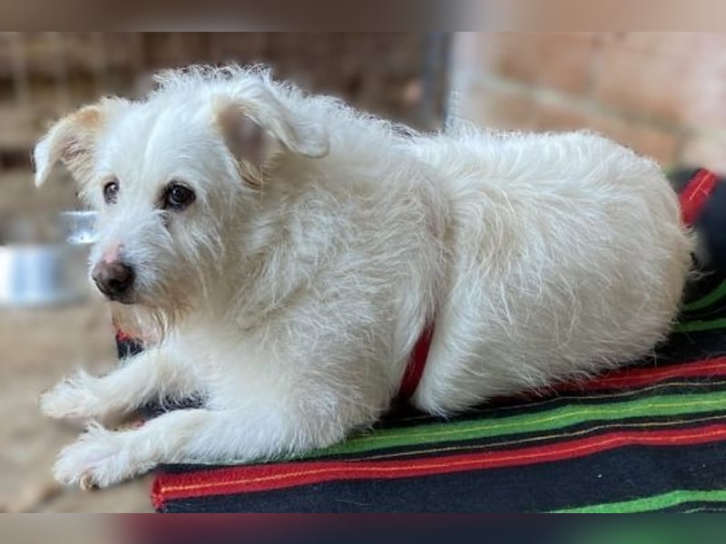 die liebe Poppy wartet in 90518 Altdorf