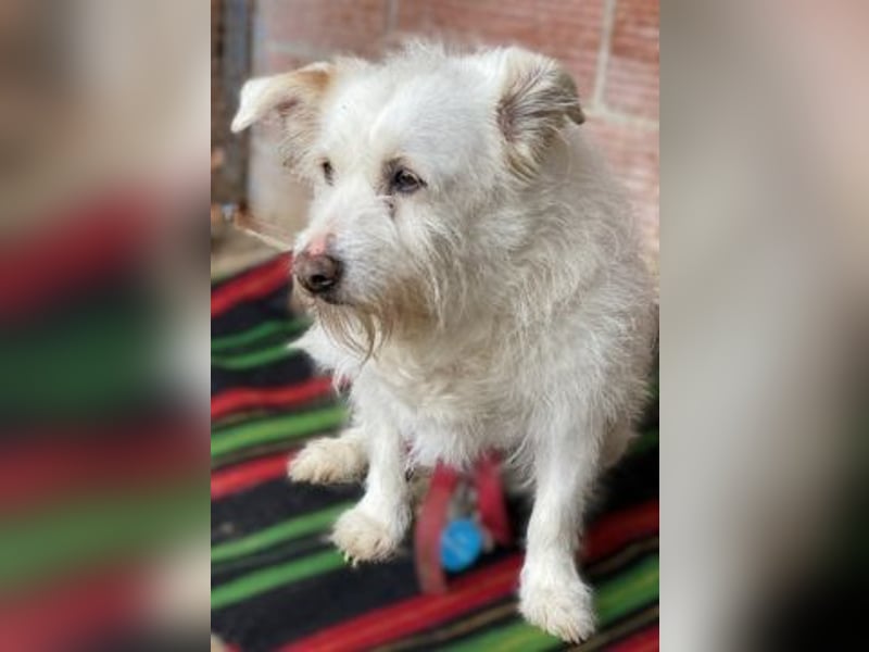 die liebe Poppy wartet in 90518 Altdorf