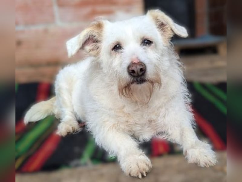 die liebe Poppy wartet in 90518 Altdorf