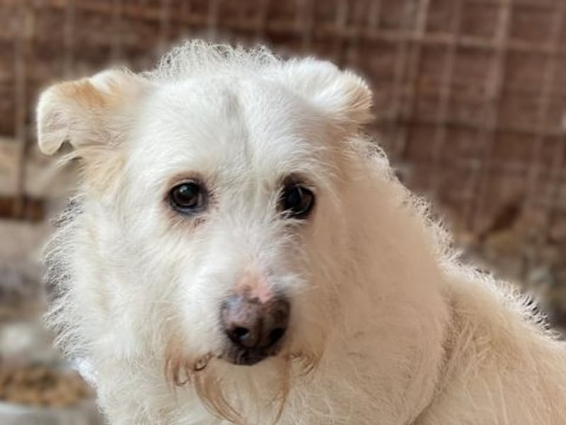die liebe Poppy wartet in 90518 Altdorf