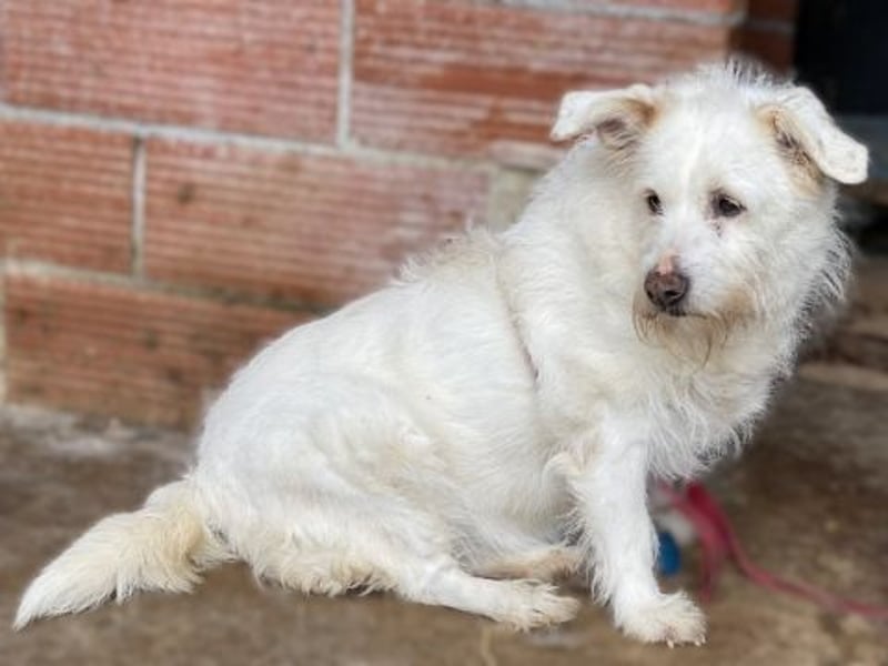 die liebe Poppy wartet in 90518 Altdorf
