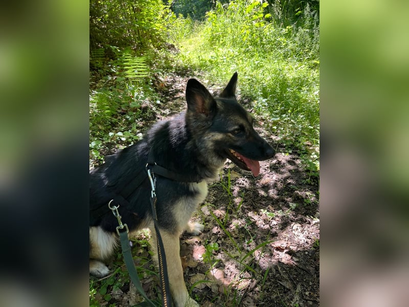 3-jährige Schäferhund-Mix-Hündin sucht ein neues Zuhause mit freundlicher Hundegesellschaft