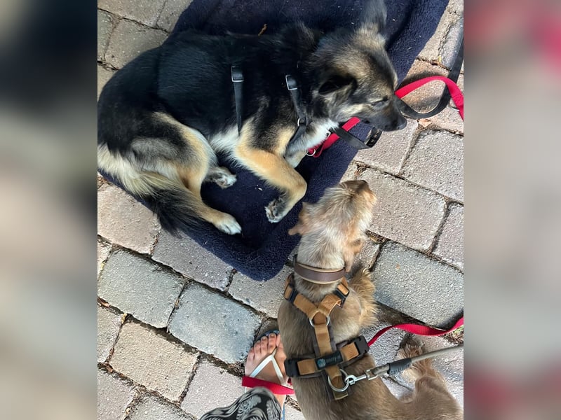 3-jährige Schäferhund-Mix-Hündin sucht ein neues Zuhause mit freundlicher Hundegesellschaft