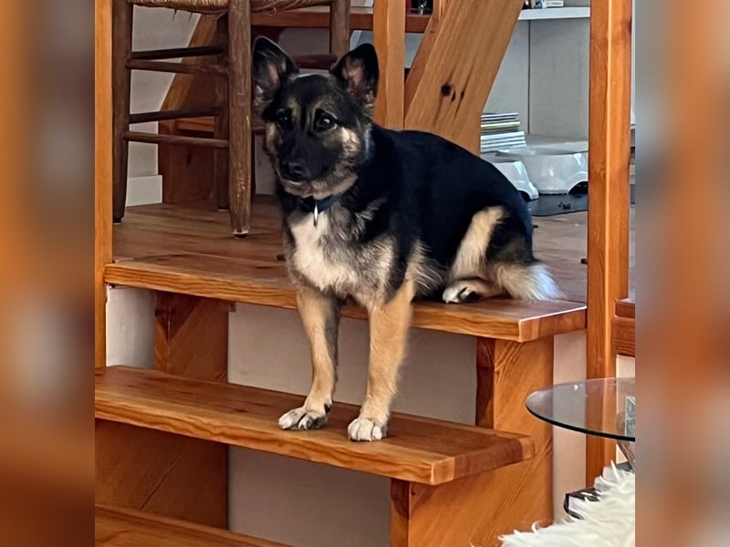 3-jährige Schäferhund-Mix-Hündin sucht ein neues Zuhause mit freundlicher Hundegesellschaft