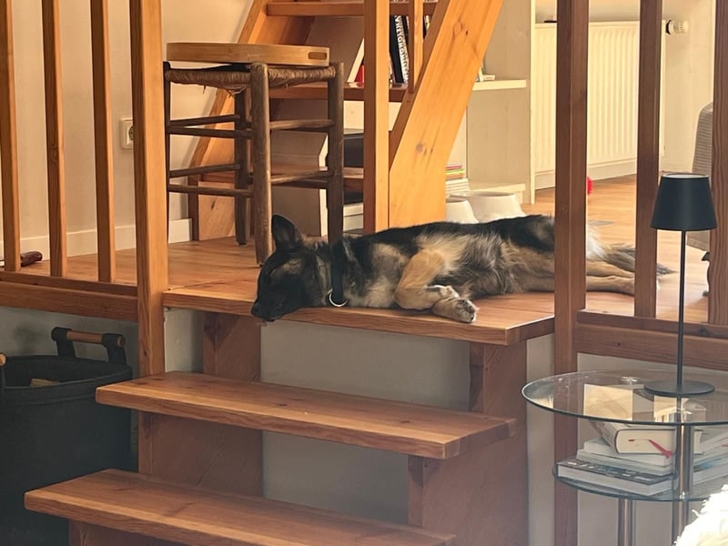 3-jährige Schäferhund-Mix-Hündin sucht ein neues Zuhause mit freundlicher Hundegesellschaft
