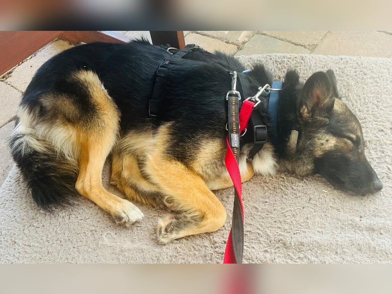 3-jährige Schäferhund-Mix-Hündin sucht ein neues Zuhause mit freundlicher Hundegesellschaft
