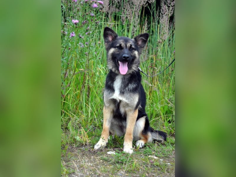 3-jährige Schäferhund-Mix-Hündin sucht ein neues Zuhause mit freundlicher Hundegesellschaft