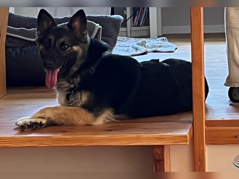 3-jährige Schäferhund-Mix-Hündin sucht ein neues Zuhause mit freundlicher Hundegesellschaft