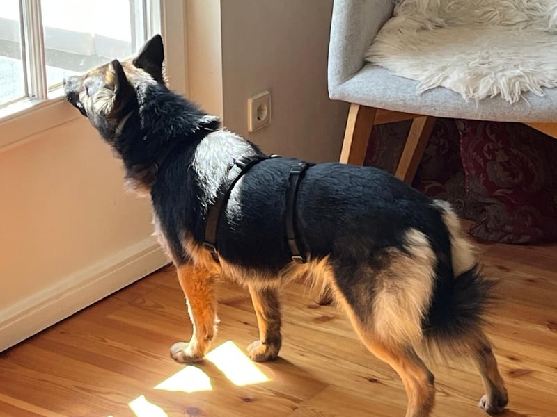 3-jährige Schäferhund-Mix-Hündin sucht ein neues Zuhause mit freundlicher Hundegesellschaft