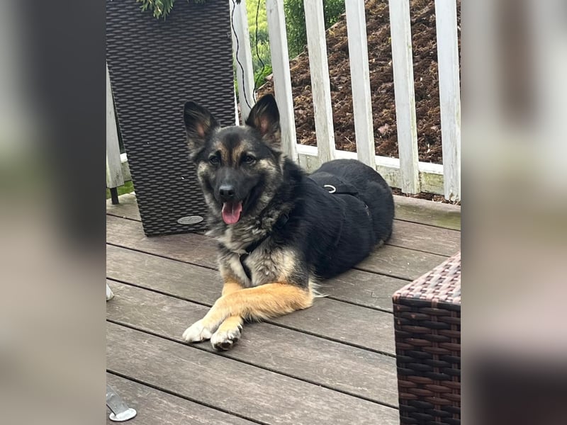 3-jährige Schäferhund-Mix-Hündin sucht ein neues Zuhause mit freundlicher Hundegesellschaft