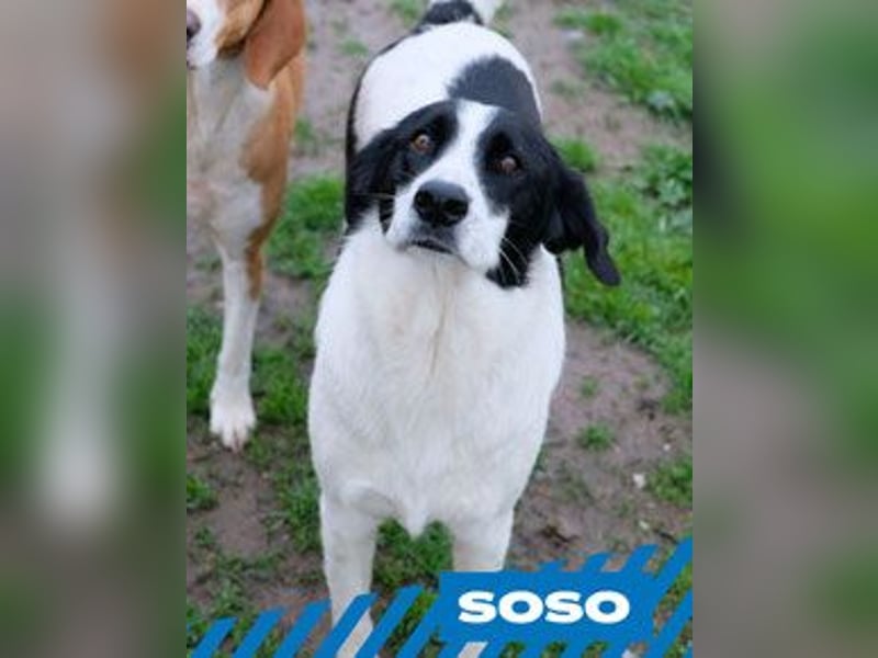 Soso - weiblich, kastriert - geboren ca. Juni 2022 - Pflegestelle in Orisowo