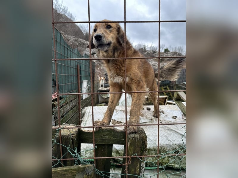Milicica, träumt von einem Körbchen voller Liebe