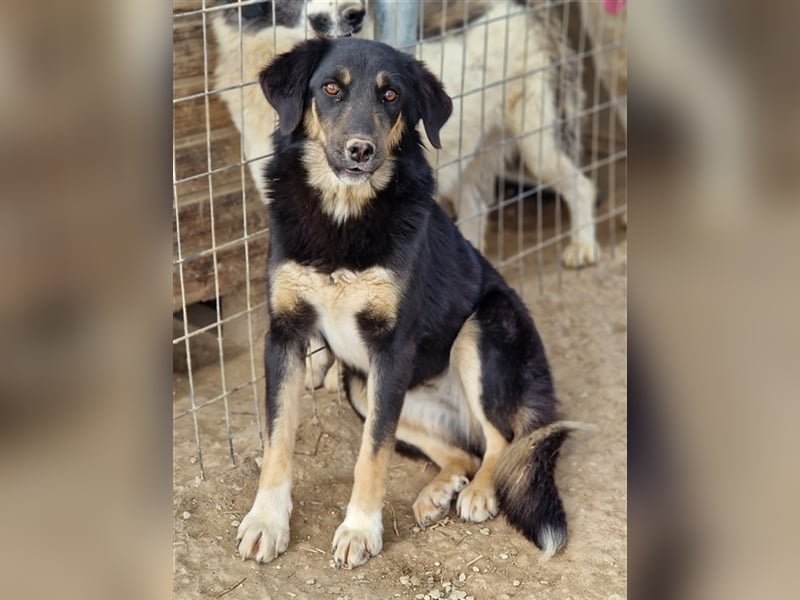 Berkeley, geb. ca. 05/2022, lebt in GRIECHENLAND, im städt. Tierheim Serres