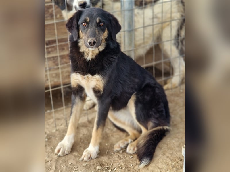 Berkeley, geb. ca. 05/2022, lebt in GRIECHENLAND, im städt. Tierheim Serres
