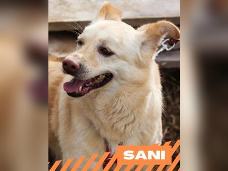 Sani - weiblich, kastriert - geboren ca. 2020 - Tierheim in Seslavci