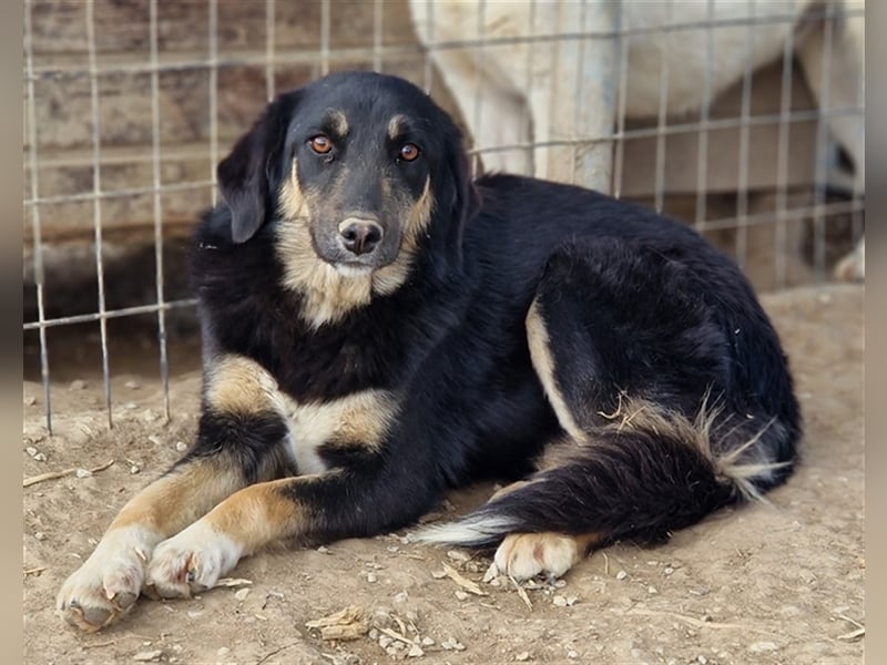 Berkeley, geb. ca. 05/2022, lebt in GRIECHENLAND, im städt. Tierheim Serres